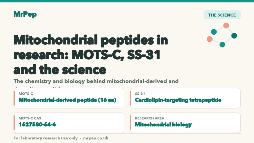Mitochondrial peptides in research: MOTS-C, SS-31 and the science